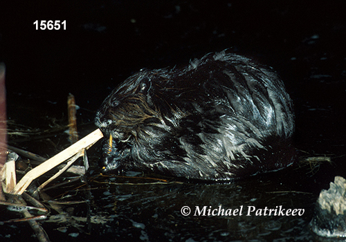 North American Beaver (Castor canadensis)